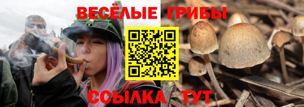 Галлюциногенные грибы Psilocybe Дмитров